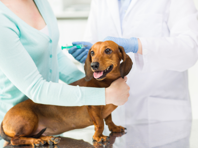 The Importance of Pet Vaccinations: Protecting Your Pet’s Health and Well-Being